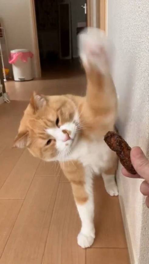 猫 ドン引き かりんとう さんて君