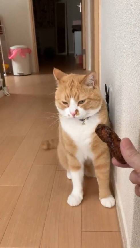 猫 ドン引き かりんとう さんて君