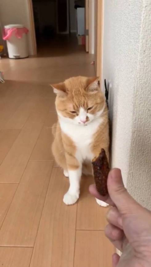 猫 ドン引き かりんとう さんて君
