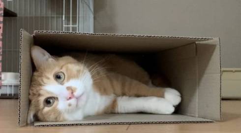 猫 ドン引き かりんとう さんて君