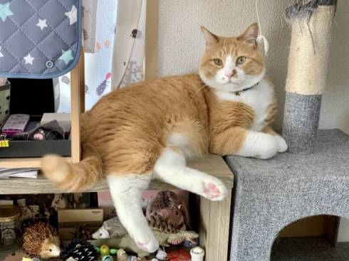 猫 ドン引き かりんとう さんて君