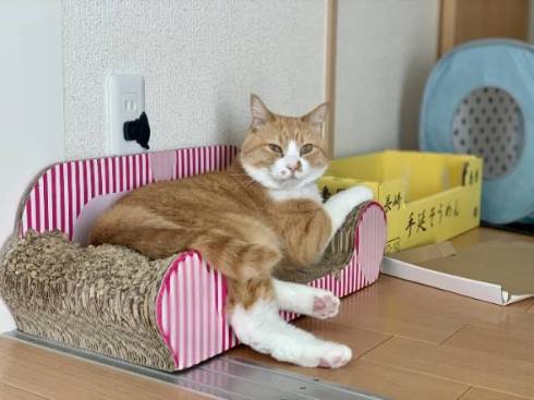 猫 ドン引き かりんとう さんて君