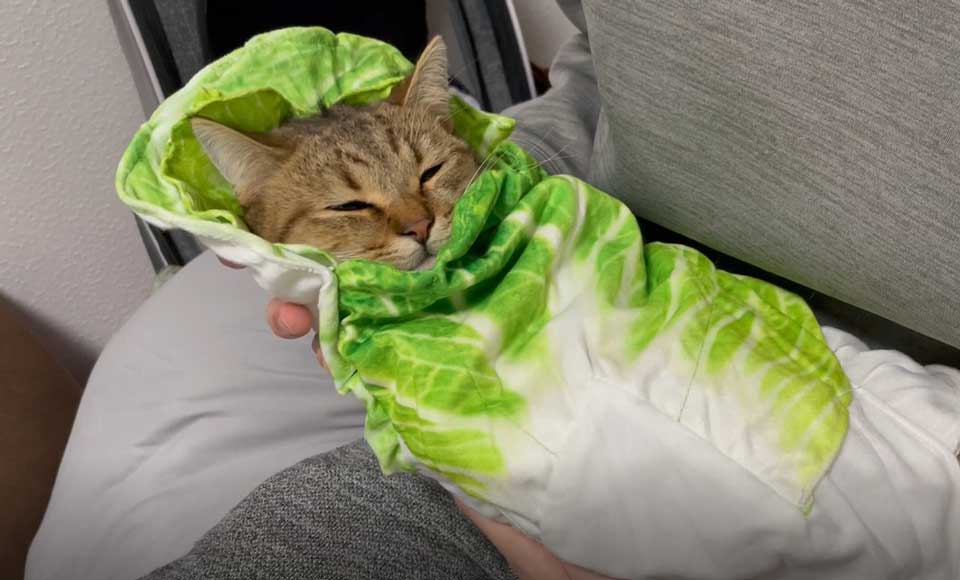 白菜のおくるみに包まれた猫ちゃんが“想像の1億倍かわいい” 幸せ