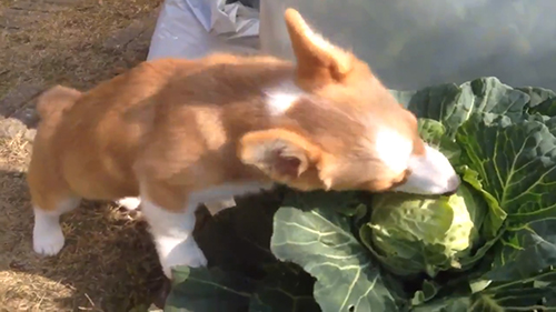 キャベツを食べるスパイクくん