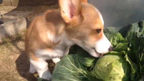 キャベツを食べるスパイクくんサムネイルと同じ画像