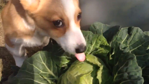 キャベツを食べつつ見上げるスパイクくん