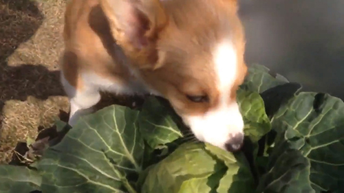 キャベツを食べるスパイクくん動画の最後