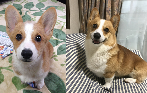 スパイクくんビフォーアフター