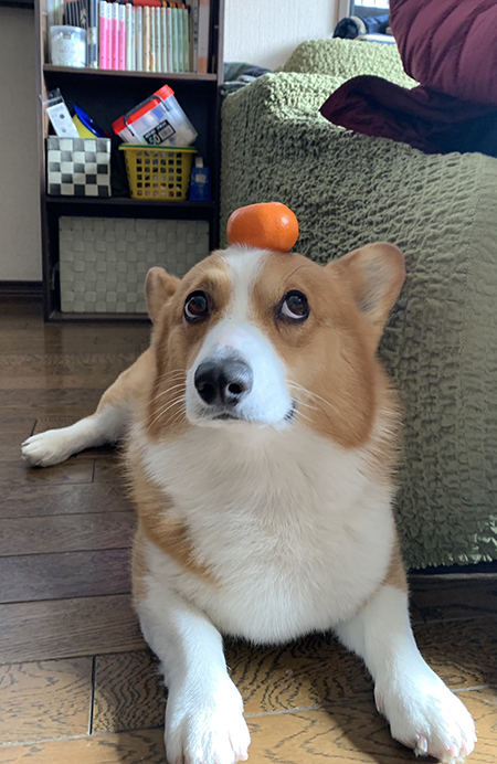 かがみもちスパイクくん