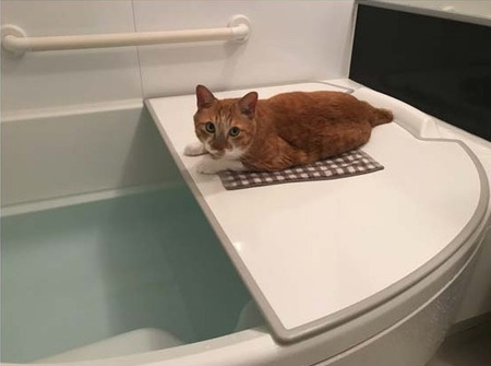 ひとりでお風呂に入れないわけ写真