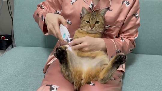 白菜 おくるみ 猫 手作り かわいい 赤ちゃん ミヌエット みにら