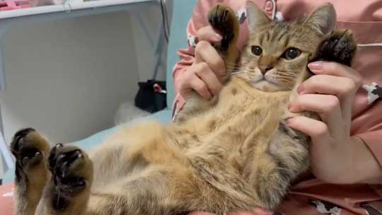 白菜 おくるみ 猫 手作り かわいい 赤ちゃん ミヌエット みにら