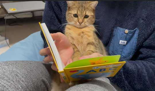 白菜 おくるみ 猫 手作り かわいい 赤ちゃん ミヌエット みにら