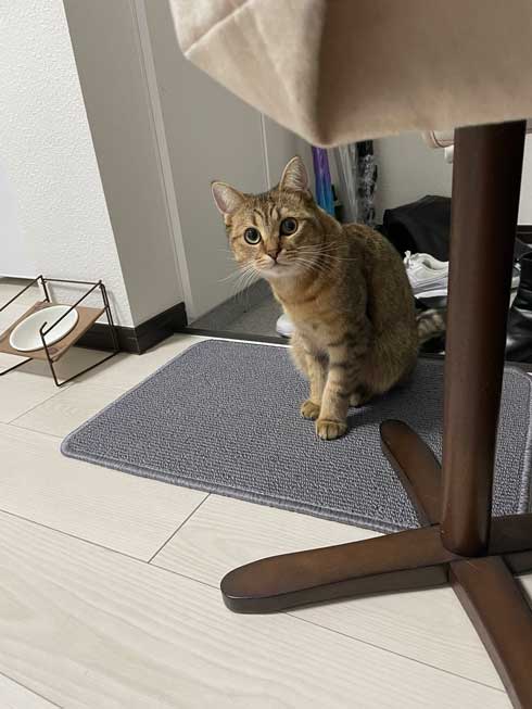 白菜 おくるみ 猫 手作り かわいい 赤ちゃん ミヌエット みにら