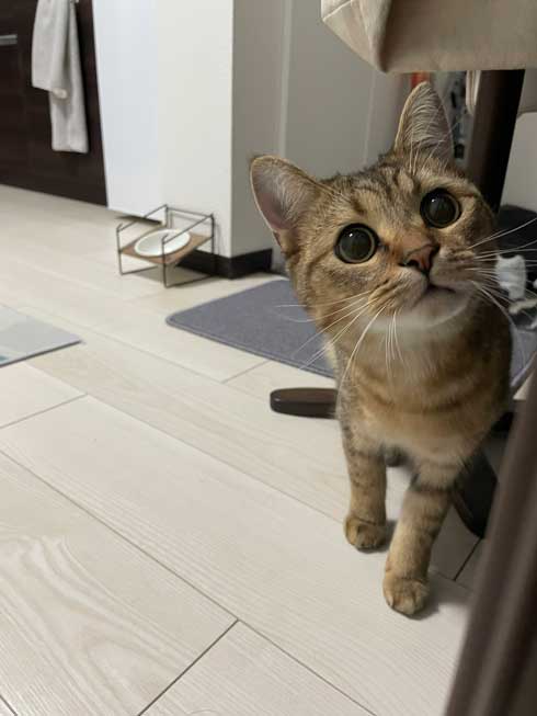 白菜 おくるみ 猫 手作り かわいい 赤ちゃん ミヌエット みにら