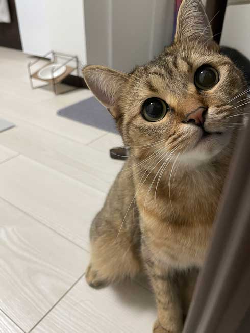 白菜 おくるみ 猫 手作り かわいい 赤ちゃん ミヌエット みにら