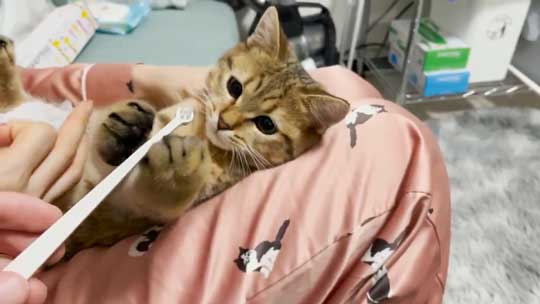 白菜 おくるみ 猫 手作り かわいい 赤ちゃん ミヌエット みにら