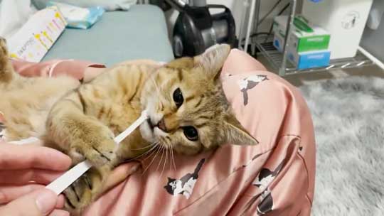 白菜 おくるみ 猫 手作り かわいい 赤ちゃん ミヌエット みにら