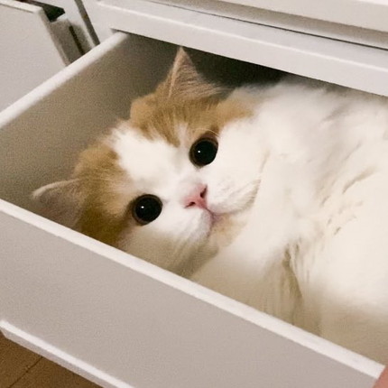 引き出しのレモンさん