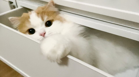 引き出しのレモンさん