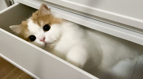 引き出しのレモンさん