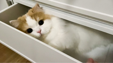 引き出しのレモンさん