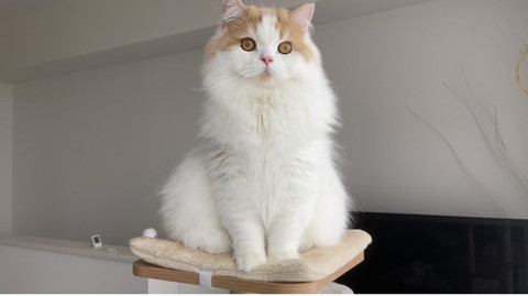 引き出しのレモンさん