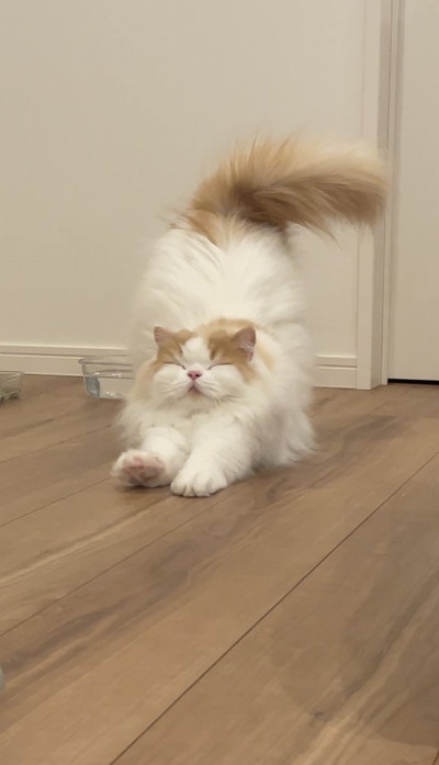 いろんなレモンさん