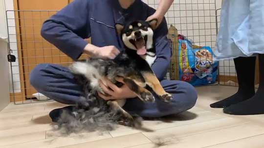 柴犬