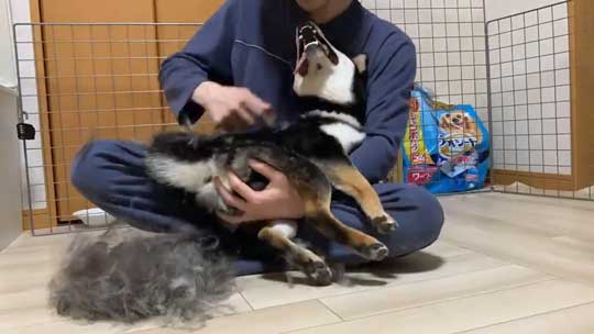 柴犬 換毛期 毛刈り 抜け毛 ブラッシング 黒柴