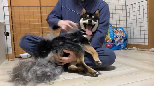 柴犬 換毛期 毛刈り 抜け毛 ブラッシング 黒柴