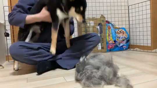 柴犬 換毛期 毛刈り 抜け毛 ブラッシング 黒柴