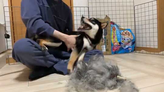 柴犬 換毛期 毛刈り 抜け毛 ブラッシング 黒柴