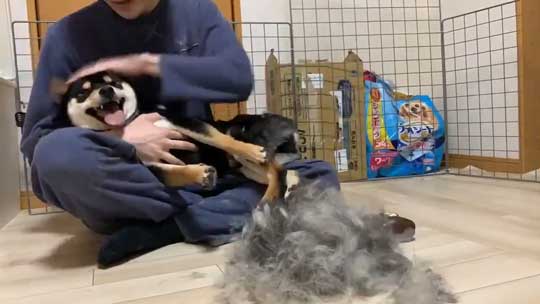 柴犬 換毛期 毛刈り 抜け毛 ブラッシング 黒柴