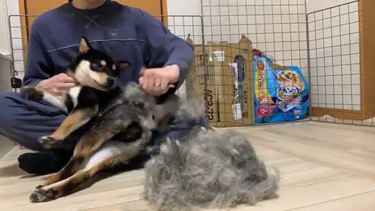 柴犬 換毛期 毛刈り 抜け毛 ブラッシング 黒柴