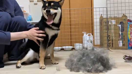 柴犬 換毛期 毛刈り 抜け毛 ブラッシング 黒柴