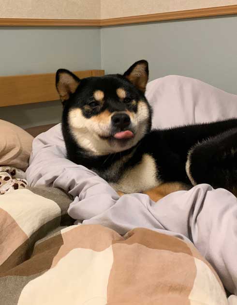 柴犬 換毛期 毛刈り 抜け毛 ブラッシング 黒柴