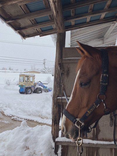 雪の日のドイくん