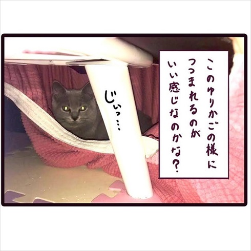 一割にかける飼い主さん