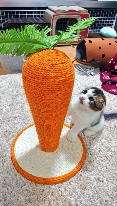 にんじん大好きピノちゃん