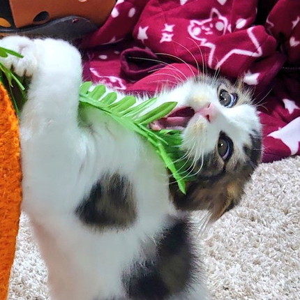 おすすめ
