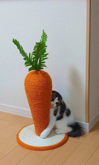 にんじん大好きピノちゃん