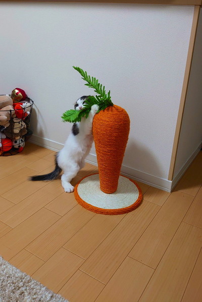 にんじん大好きピノちゃん