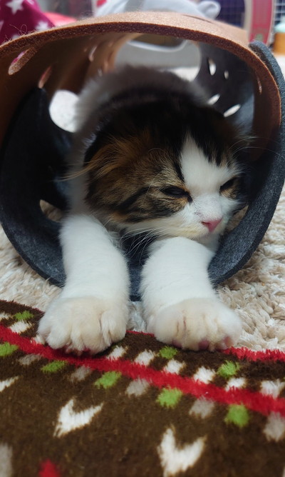 穴あきトンネルも大好きなピノくん