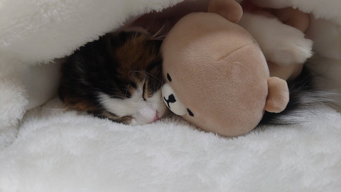 いろんなピノちゃん