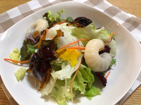 グミップルラボ