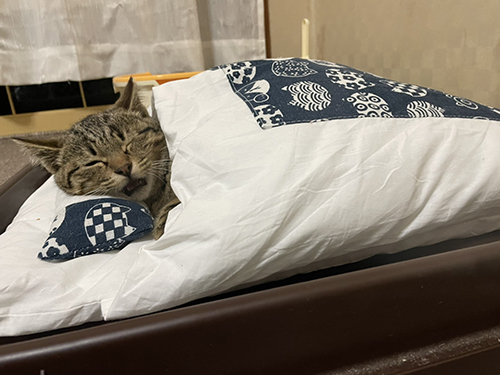 お布団で寝るしめじくん目閉じ