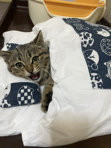 お布団で寝るしめじくん目開け