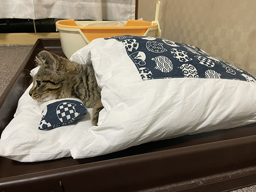 お布団で寝てテレビを見るしめじくん
