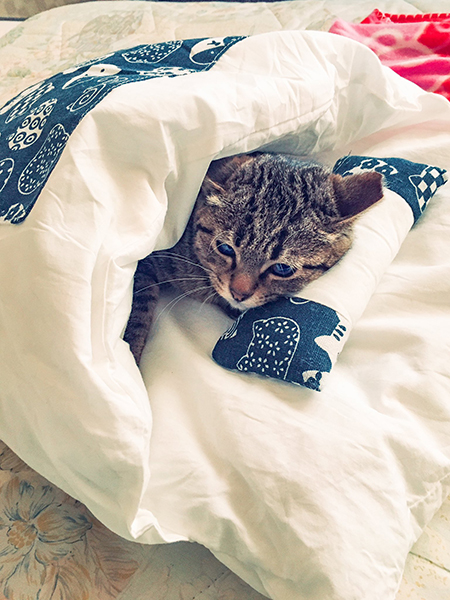 午後でも眠いしめじくん